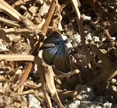 Brephidium exilis