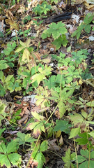 Anemone virginiana