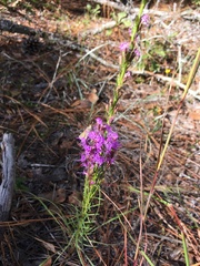 Liatris pilosa