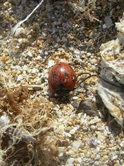 Coccinella septempunctata