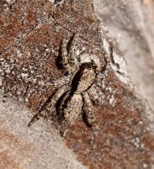 Menemerus taeniatus