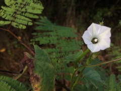 Convolvulaceae