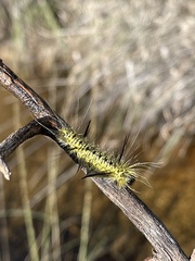 Lophocampa