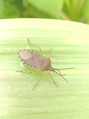 Hypselonotini