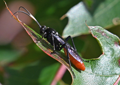 Cratichneumon