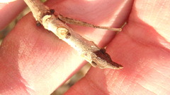 Fraxinus pennsylvanica