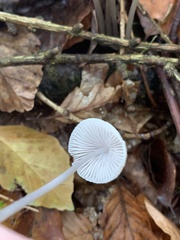 Mycena leptocephala