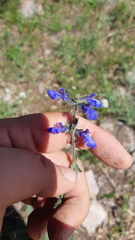 Salvia nana