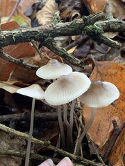 Mycena leptocephala