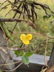 Vigna luteola
