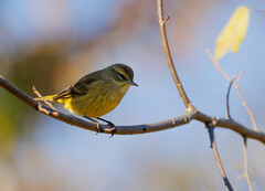 Setophaga palmarum hypochrysea