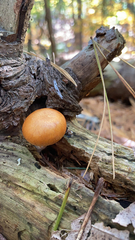 Galerina marginata