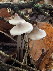 Mycena leptocephala