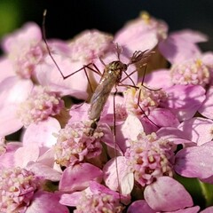 Aedes vexans