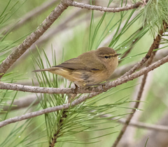 Phylloscopus ibericus