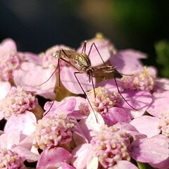 Aedes vexans
