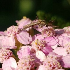 Aedes vexans