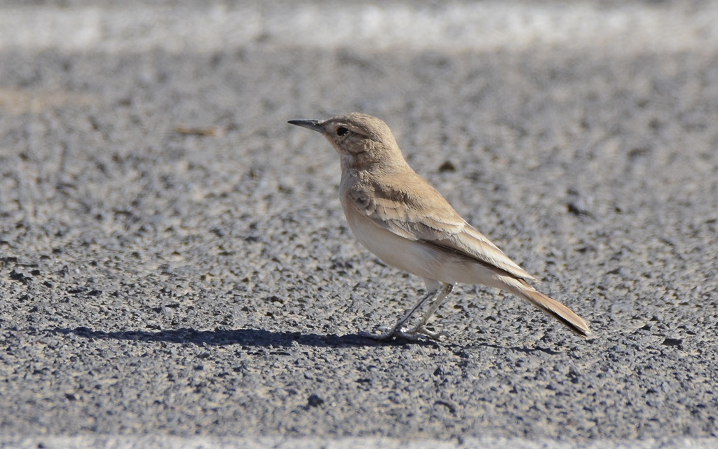 Coastal Miner (Geositta peruviana)