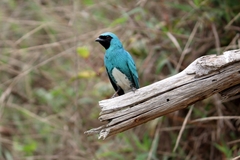 Tersina viridis