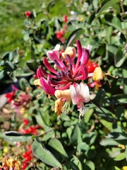 Lonicera periclymenum