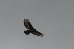 Stephanoaetus coronatus