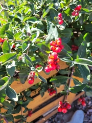 Lonicera periclymenum