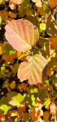Fothergilla