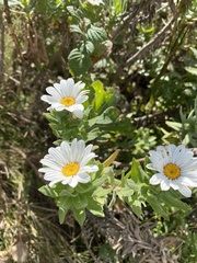 Osmitopsis asteriscoides