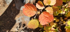 Fothergilla