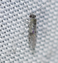 Amphigerontia contaminata