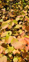 Fothergilla
