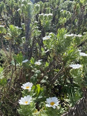 Osmitopsis asteriscoides
