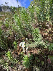 Osmitopsis asteriscoides