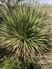 Dasylirion texanum