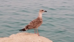 Larus michahellis