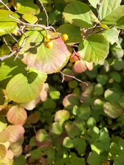 Fothergilla