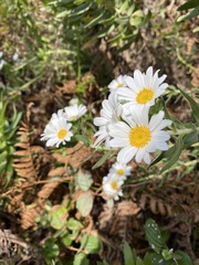 Osmitopsis asteriscoides