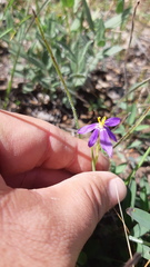 Sisyrinchium scabrum