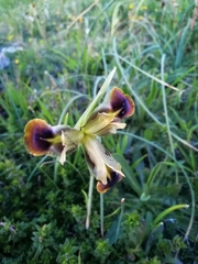 Iris tuberosa