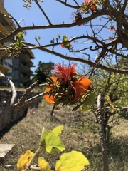 Erythrina velutina
