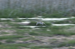 Gallinago hardwickii