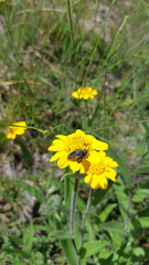Acmaeodera