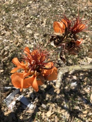 Erythrina velutina