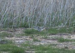 Gallinago hardwickii