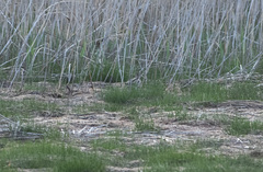 Gallinago hardwickii