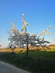 Pyrus spinosa