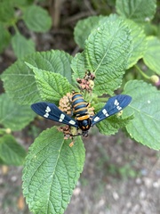 Syntomeida melanthus