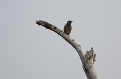 Spodiopsar cineraceus