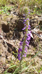 Lobelia fenestralis