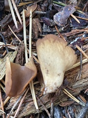 Otidea alutacea